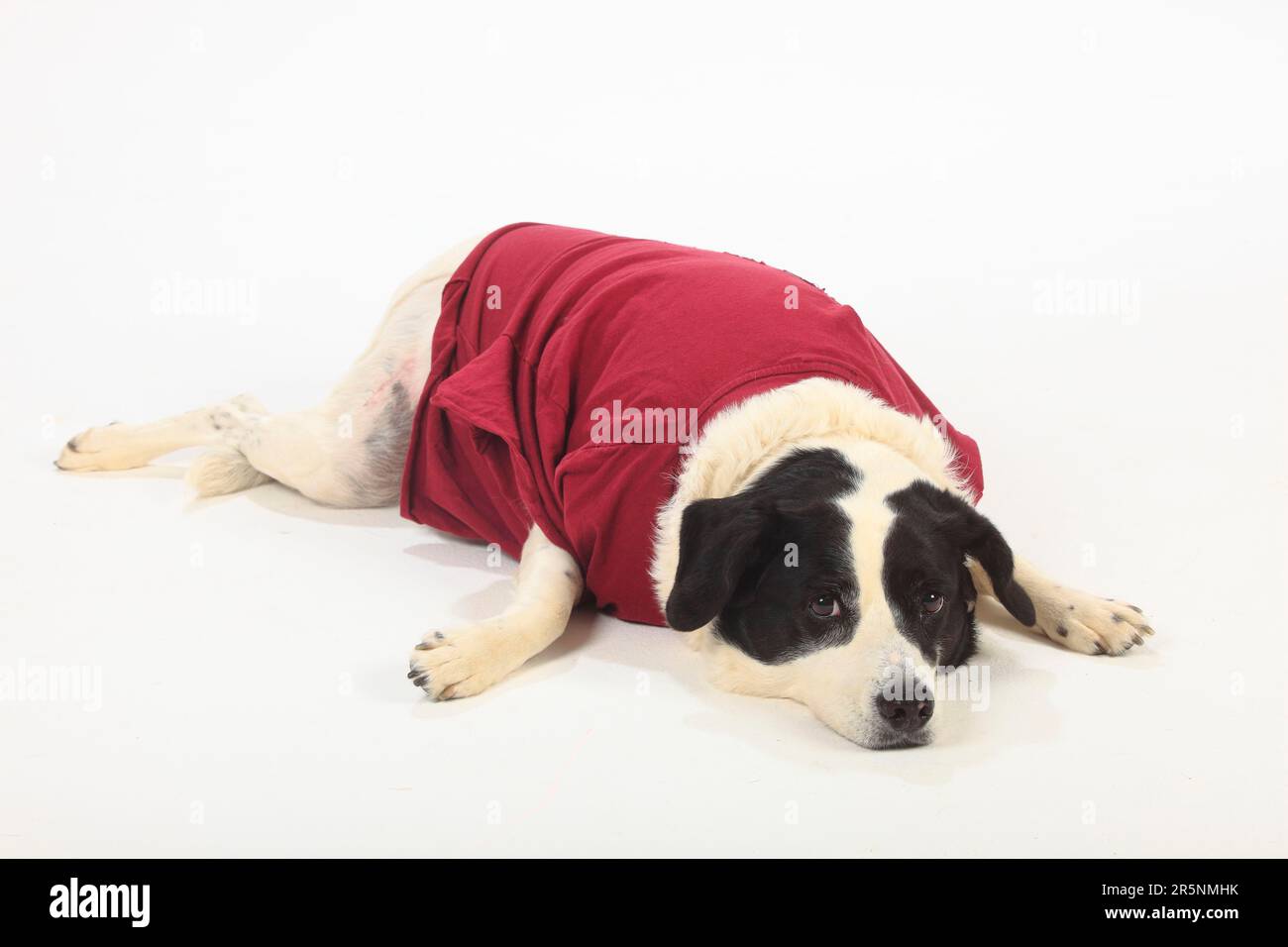 T shirt for hot sale dog after surgery