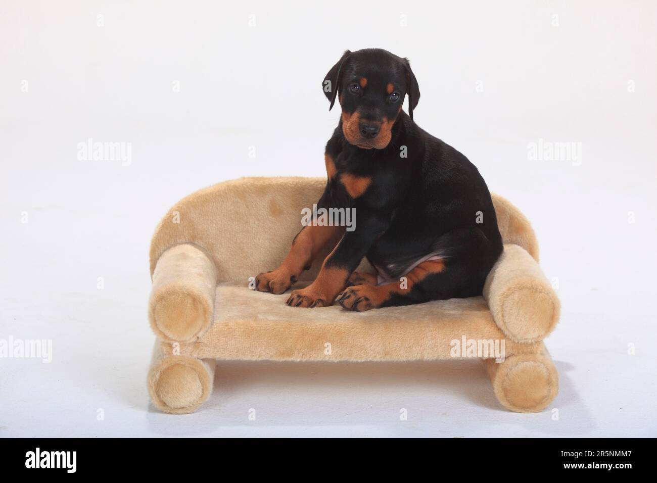 Doberman Pinscher, puppy, 5 weeks, sofa, couch Stock Photo