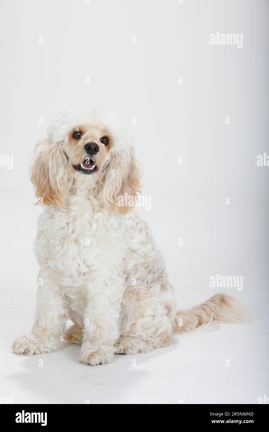 Cockerpoo dog hi-res stock photography and images - Alamy