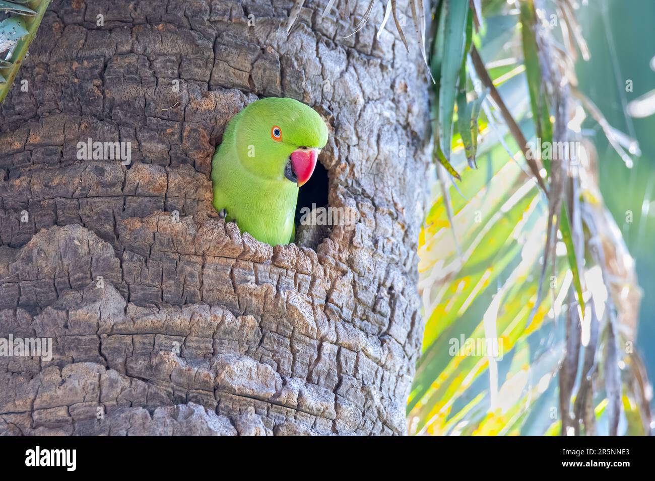 Premium Photo | Psittacula krameris rose ringed parakeet peering out of its  nest hole in a coconut tree trunk