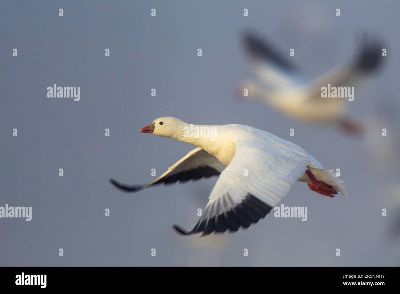 Ross' Goose  Anser rossii Bosque del Apache National Widlife Refuge, New Mexico, United States 15 December 2017      Adult in flight      Anatidae Stock Photo