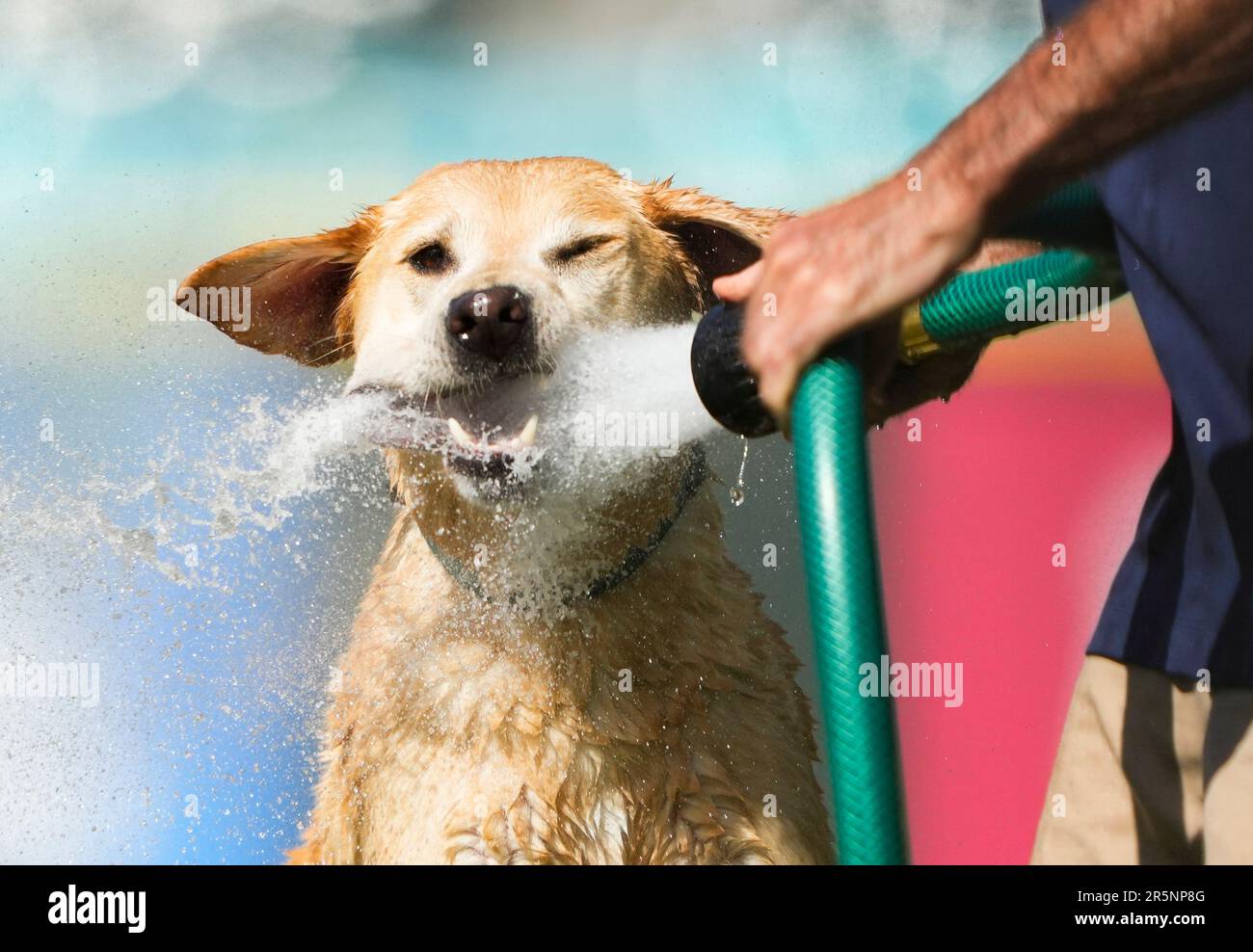 Tucker, the Seattle Mariners' clubhouse dog, jumps to bite water from a  groundskeeper's hose after the Mariners beat the Houston Astros 7-5 in a  baseball game Saturday, May 6, 2023, in Seattle. (