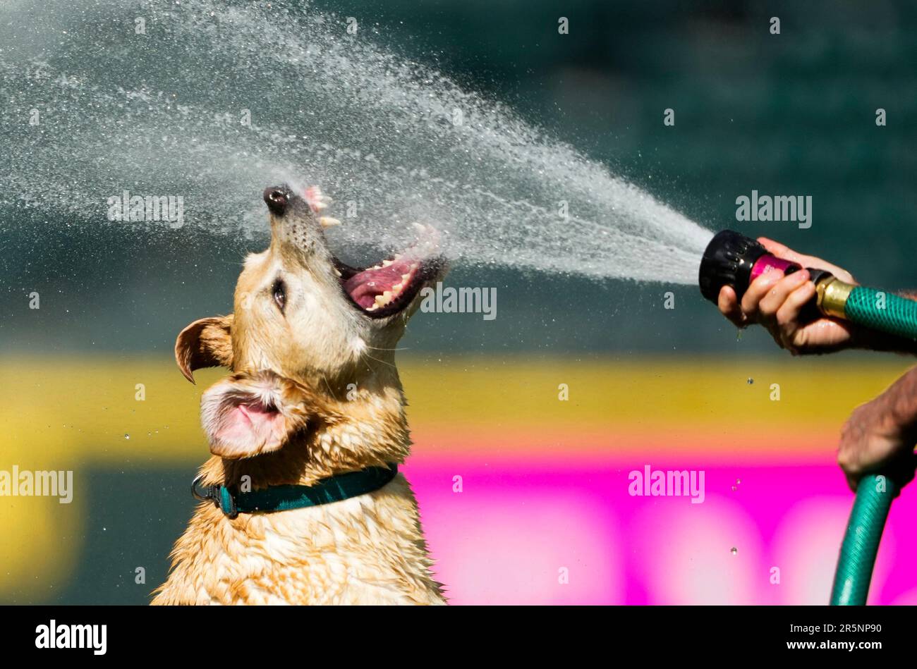 Tucker, the Seattle Mariners' clubhouse dog, bites at water running out of  a groundskeeper's hose after a baseball game between the Mariners and the  Pittsburgh Pirates, Sunday, May 28, 2023, in Seattle. (