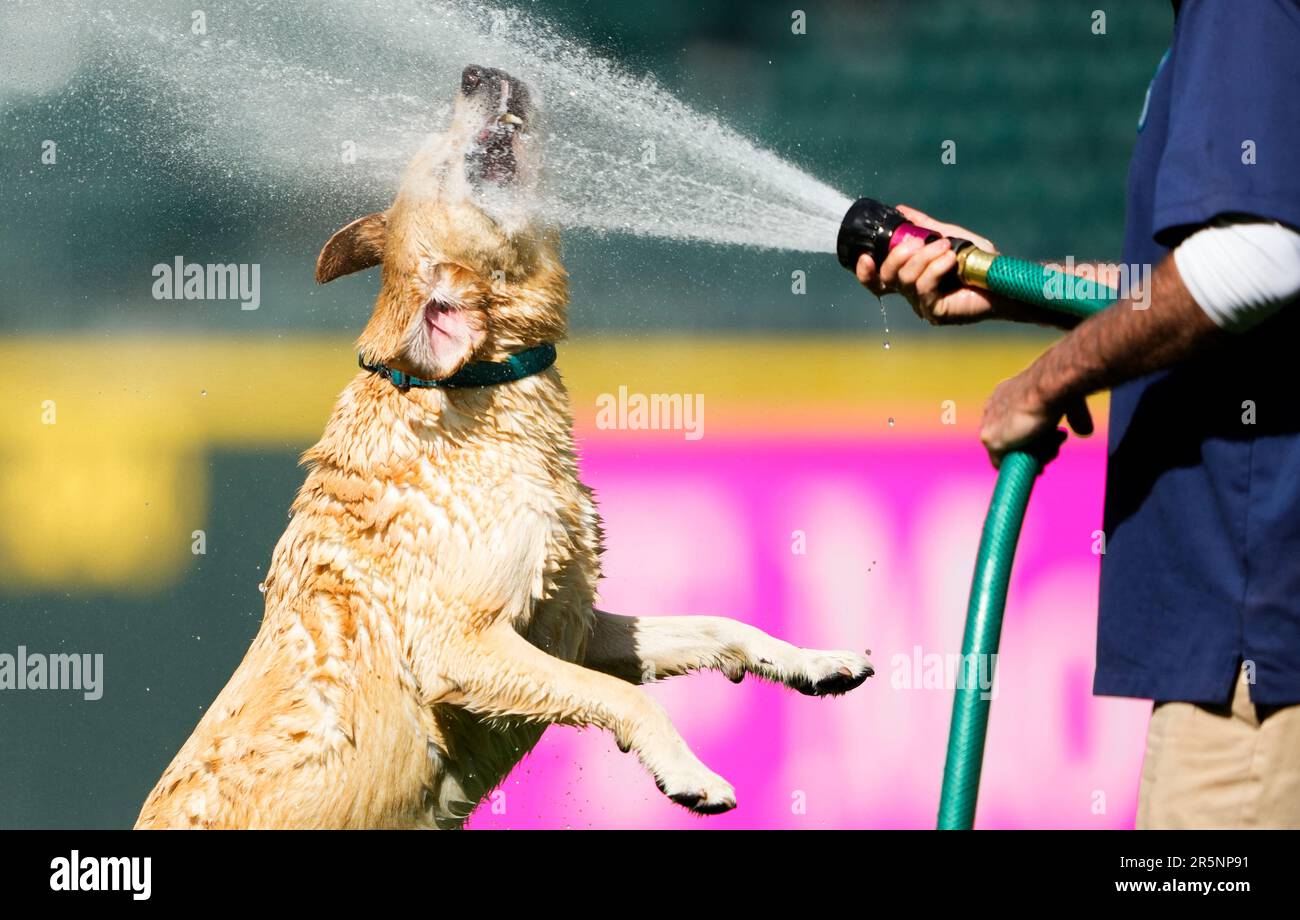 Tucker, the Seattle Mariners' clubhouse dog, bites at water running out of  a groundskeeper's hose after a baseball game between the Mariners and the  Pittsburgh Pirates, Sunday, May 28, 2023, in Seattle. (