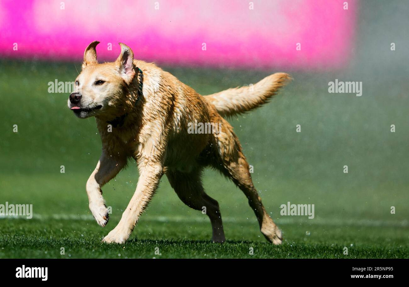 Tucker, the Seattle Mariners' clubhouse dog, runs on the field after a  baseball game between the Mariners and the Pittsburgh Pirates, Sunday, May  28, 2023, in Seattle. (AP Photo/Lindsey Wasson Stock Photo 