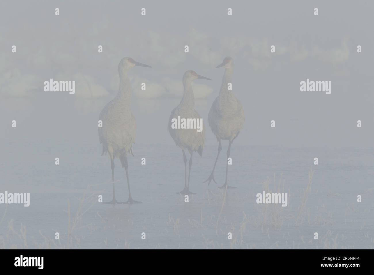 Sandhill Crane  Grus canadensis  Bosque del Apache National Wildlife Refuge, New Mexico, United States 15 December 2017      Adult with Snow Geese in Stock Photo