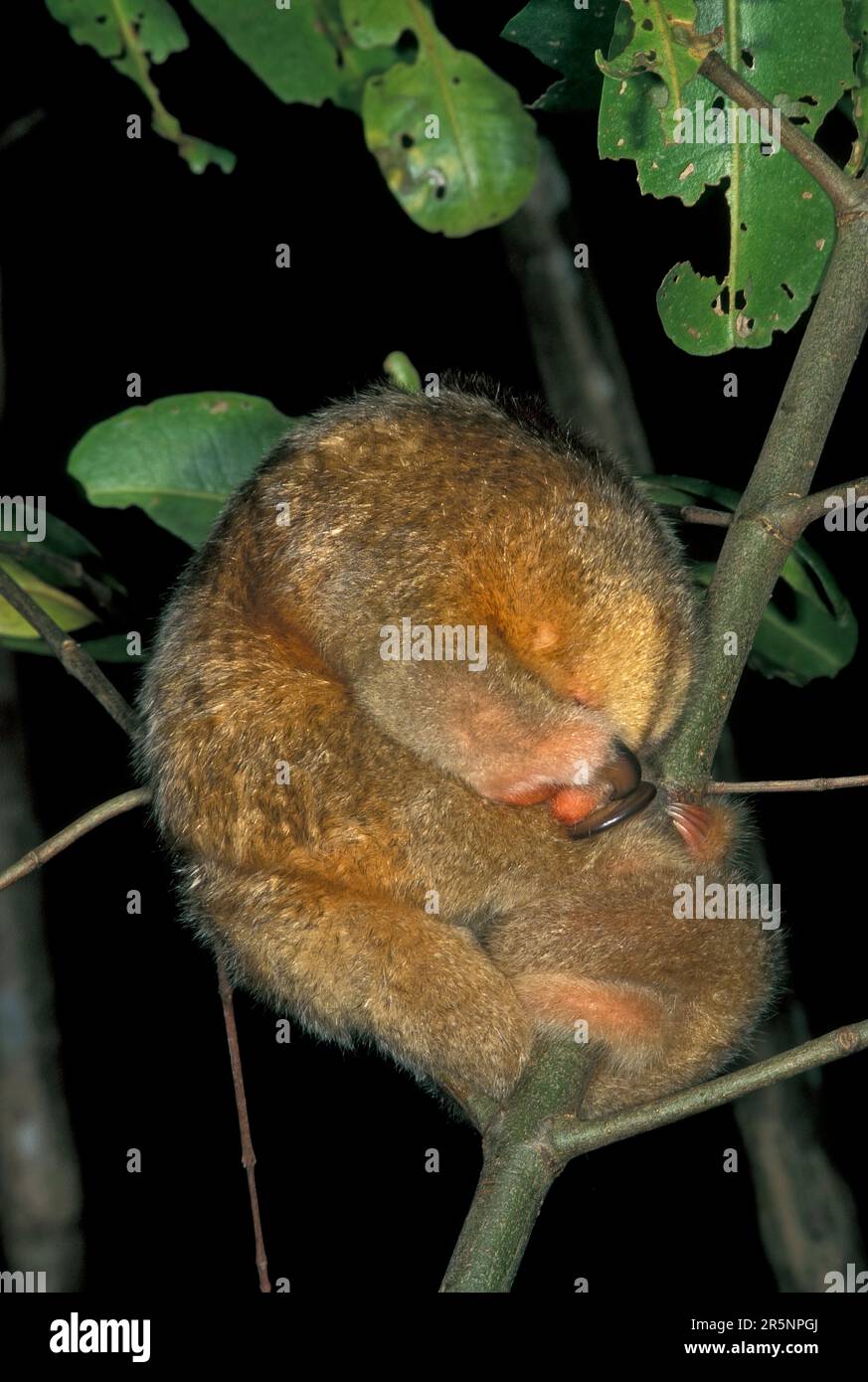 Silky Anteater  Cyclopes didactylus Carone Swamp, Trinidad & Tobago 8 February 1998      Adult sleeping during the day.      Cyclopedidae Stock Photo