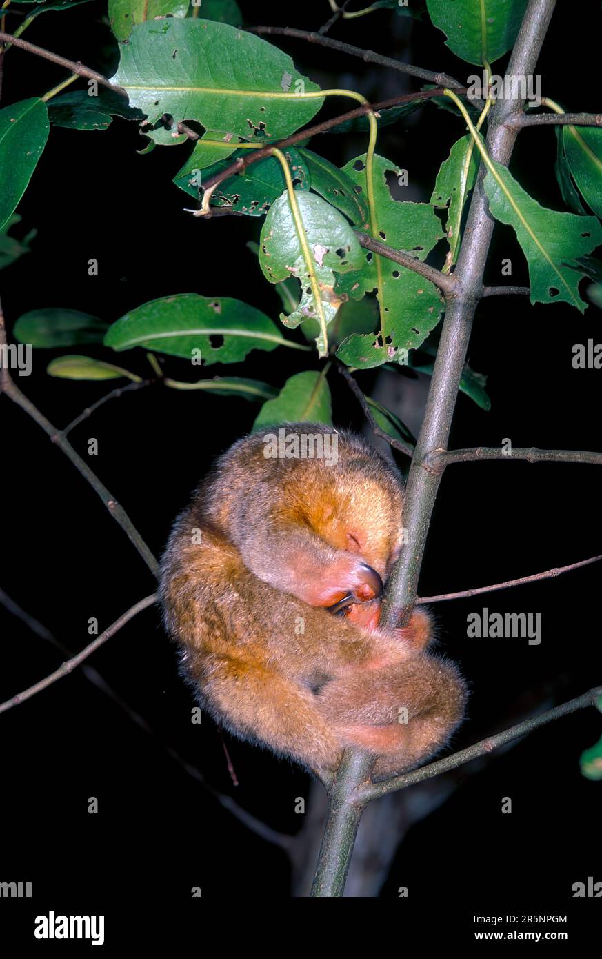 Silky Anteater  Cyclopes didactylus Carone Swamp, Trinidad & Tobago 8 February 1998      Adult sleeping during the day.      Cyclopedidae Stock Photo