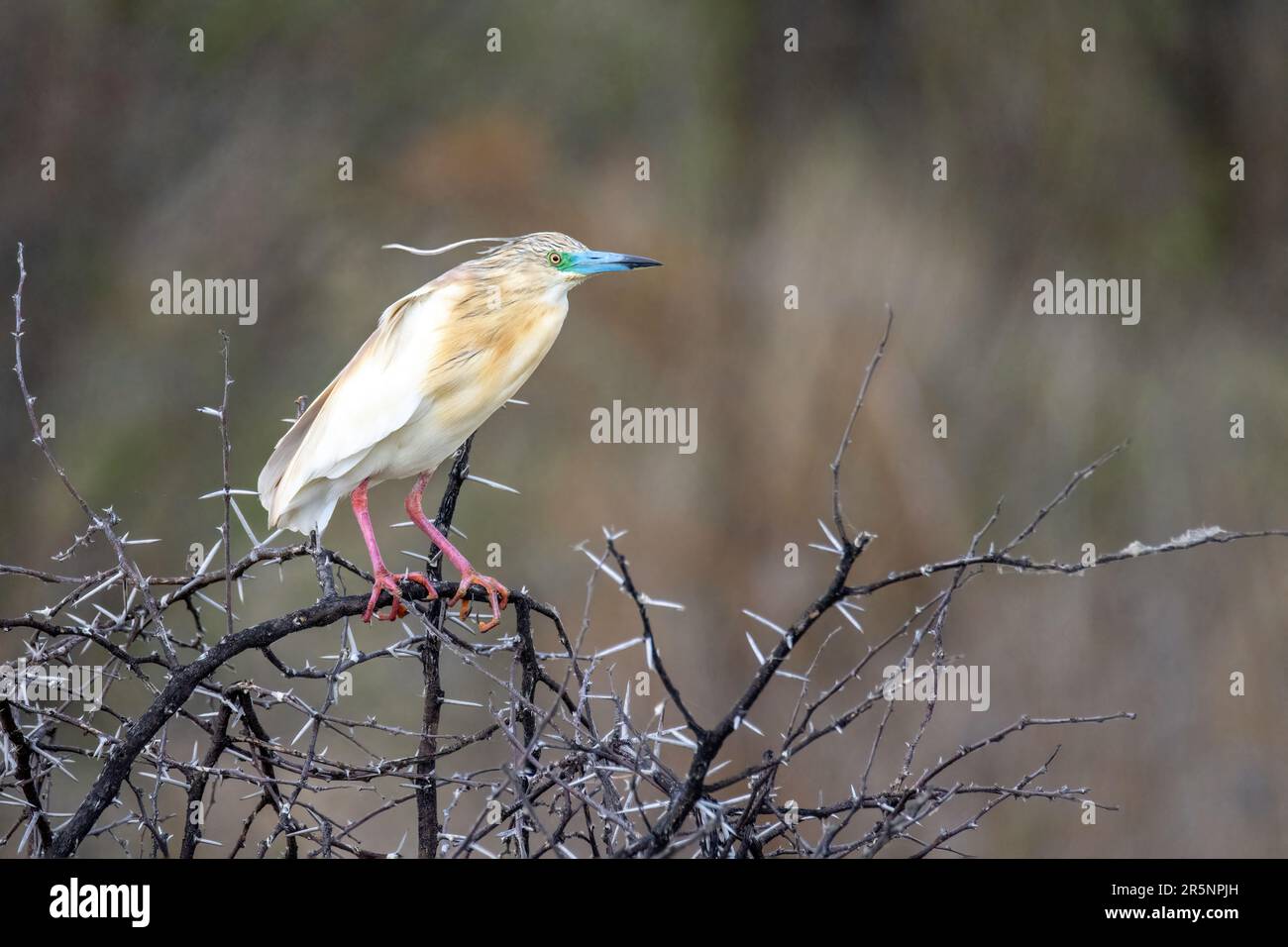 Squacco Heron  Ardeola ralloides Kimberely, North Cape, South Africa 20 September 2022      Adult in breeding plumage.    Ardeidae Stock Photo