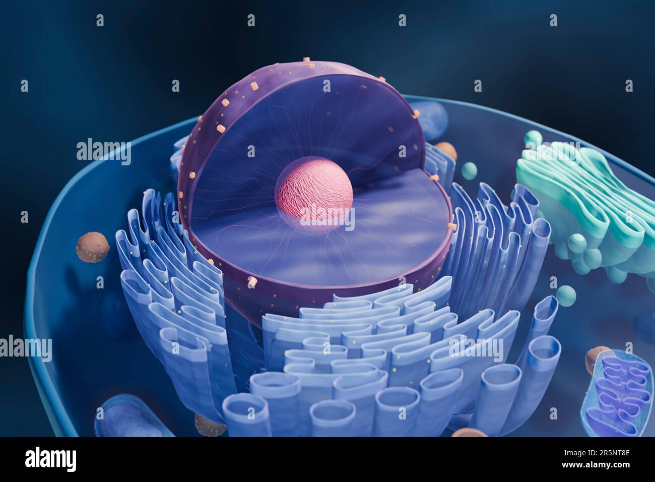 Cell nucleus, illustration Stock Photo