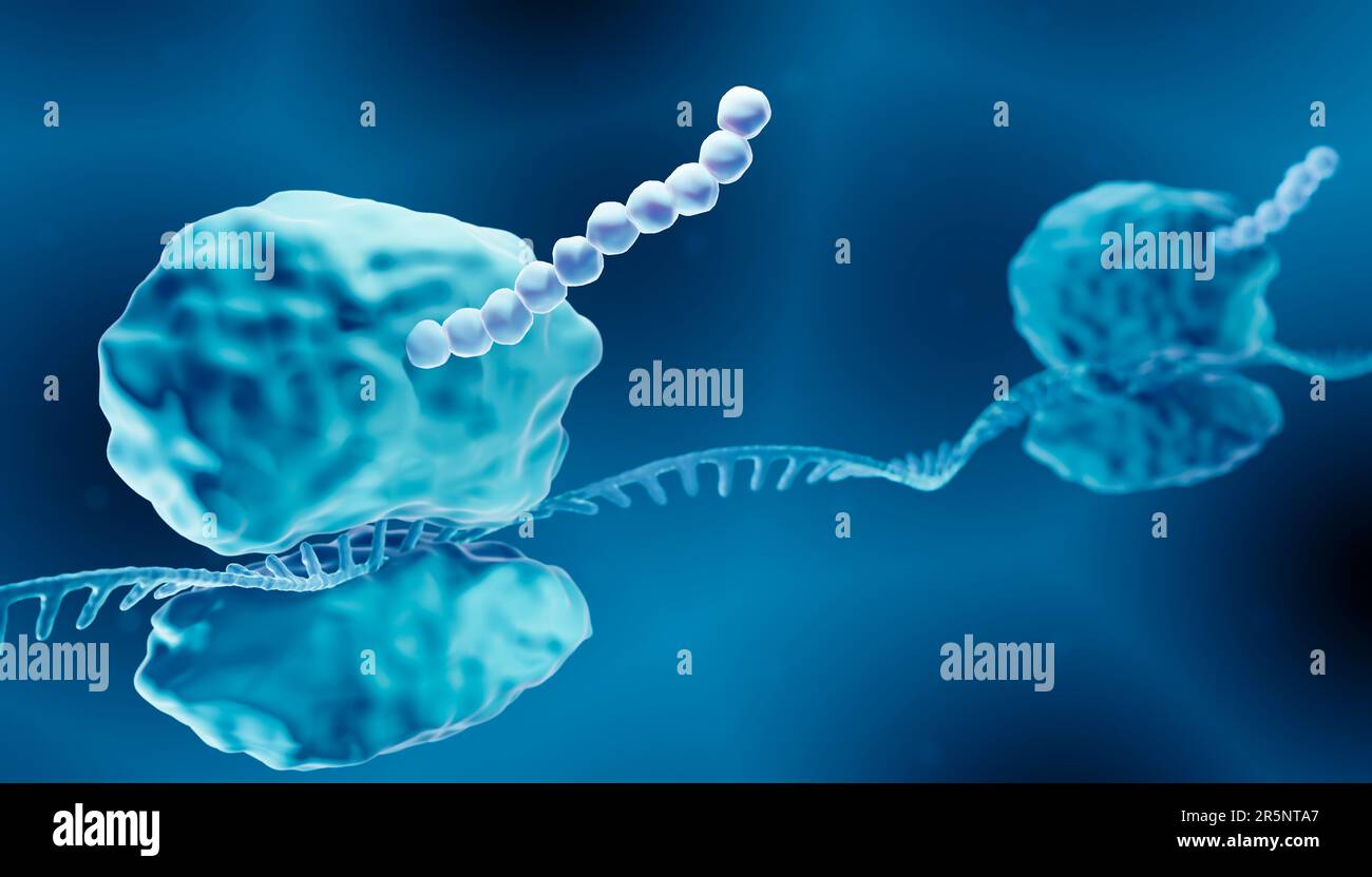 Protein synthesis, illustration Stock Photo Alamy