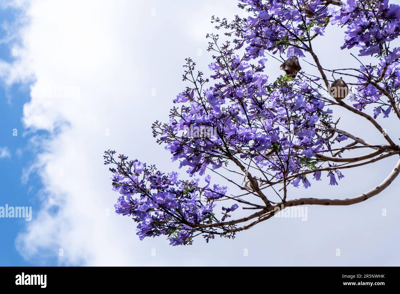 Lilac flowers of the Jacaranda tree close up against the sky. selective focus Stock Photo