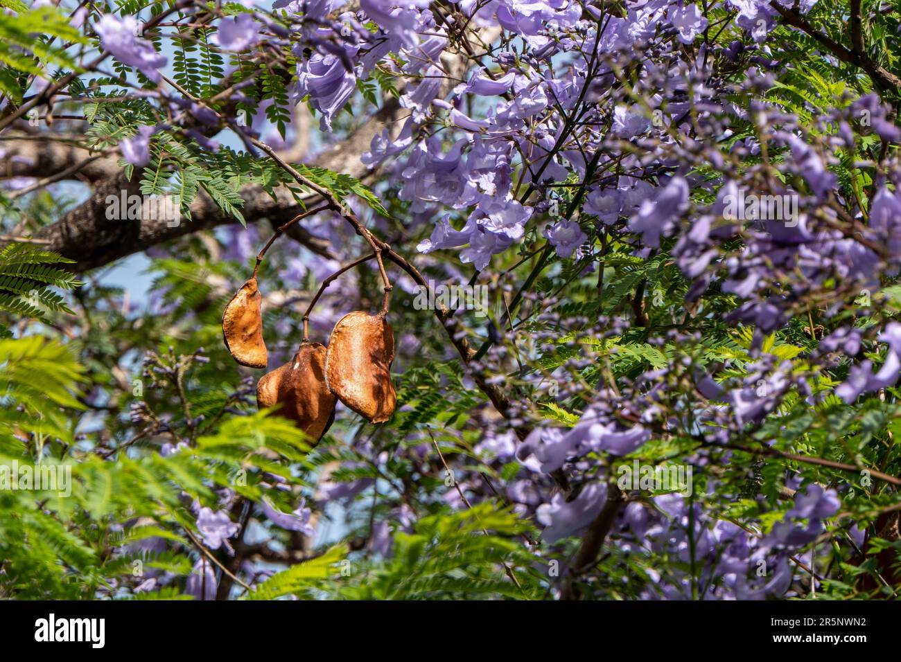 Lilac flowers of the Jacaranda tree close up among the green foliage. selective focus Stock Photo