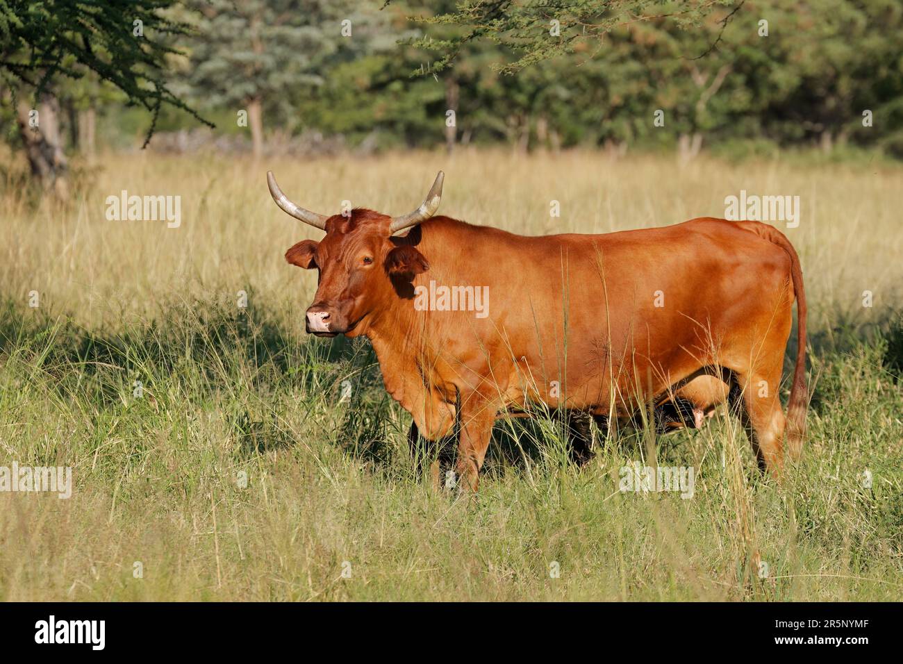 A free-range cow in native grassland on a rural farm, South Africa Stock Photo