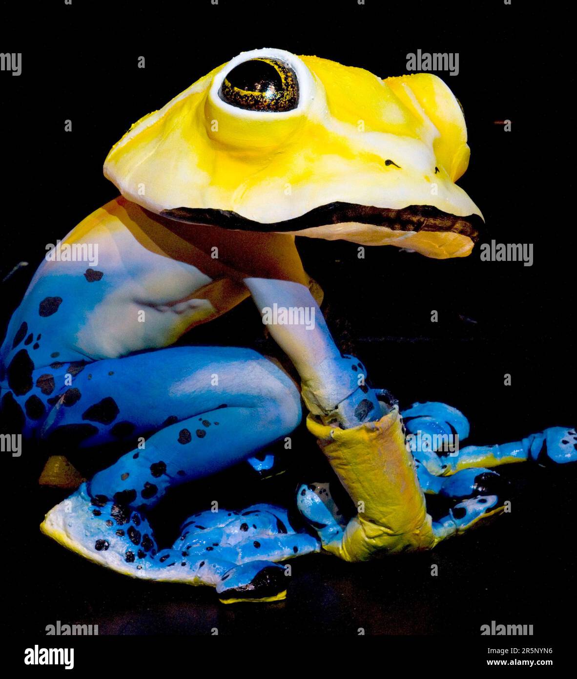 The creation of Alia Rozeboom entitled Frog modelled by Nick Stotti in