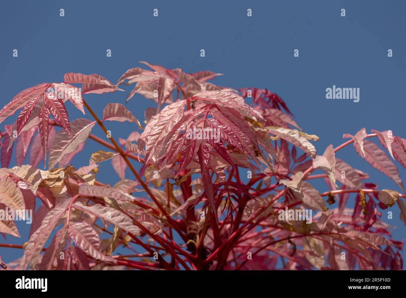 New growth on the crown of a small Toona sinensis 'Flamingo' tree isolated against a blue sky in Spring Stock Photo