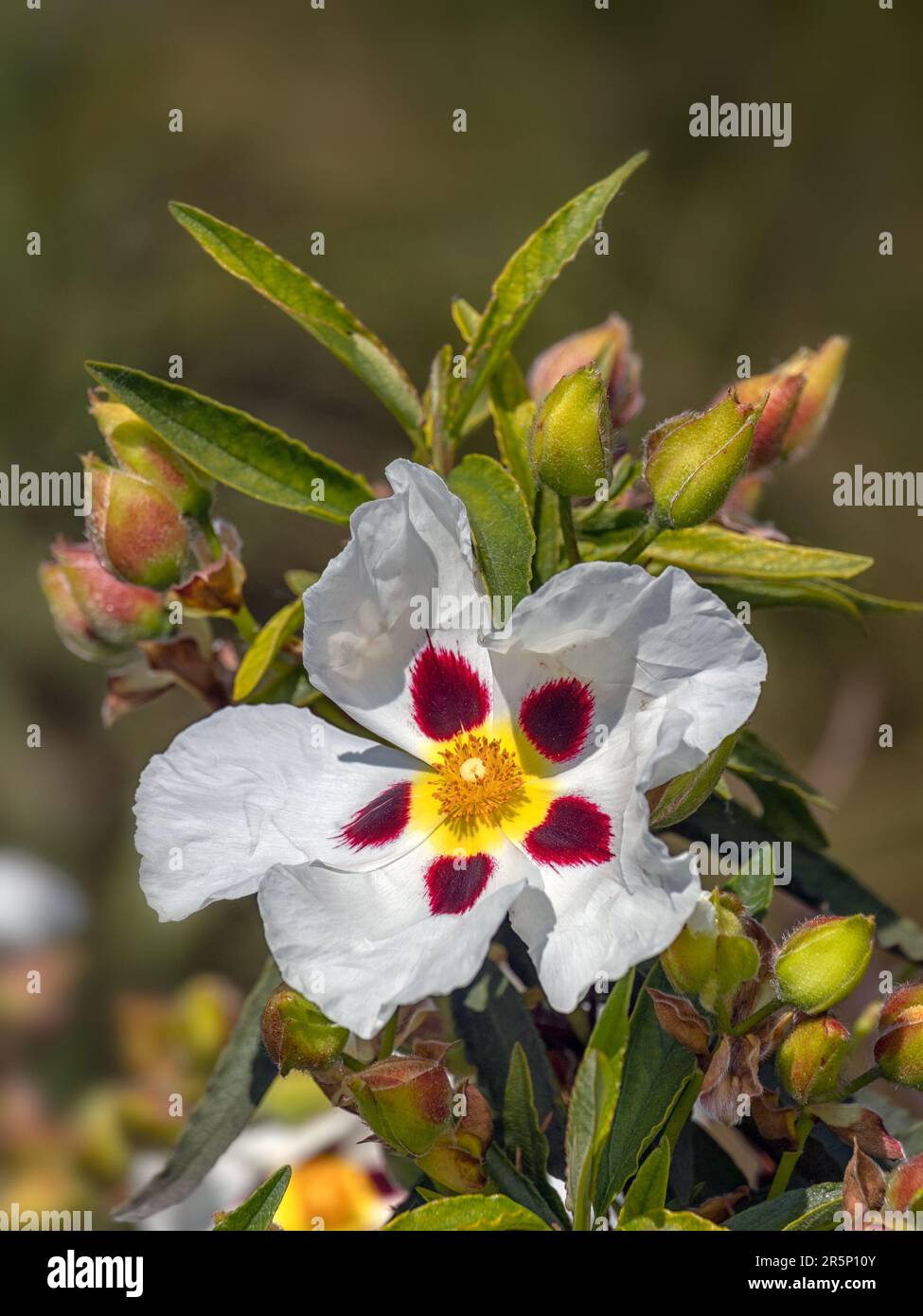 Closeup of flower and buds of Cistus × aguilarii 'Maculatus' in a garden in early summer Stock Photo