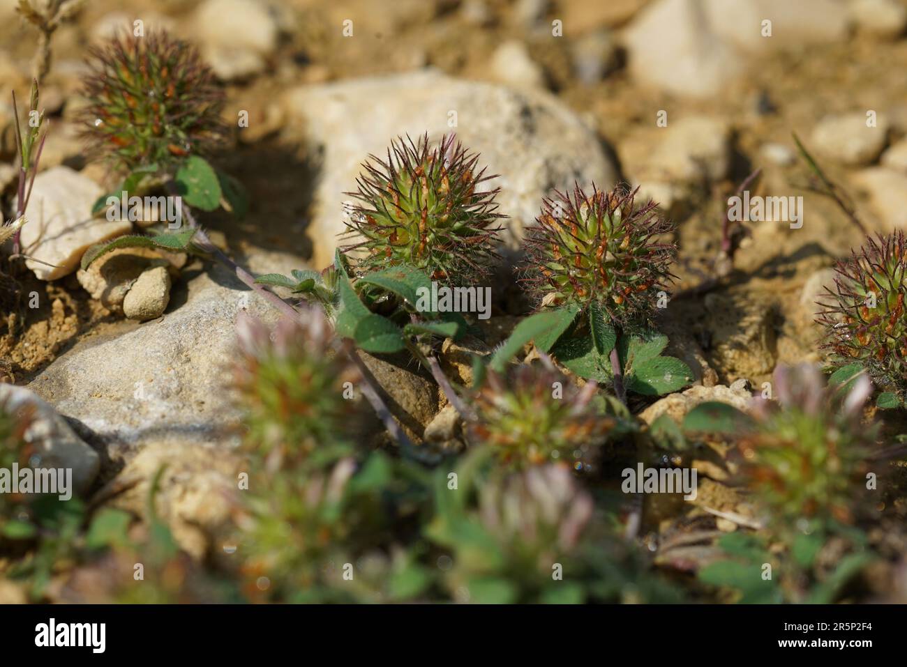 Natural closeup on the Burdock Clover, Trifolium lappaceum growing on the ground Stock Photo