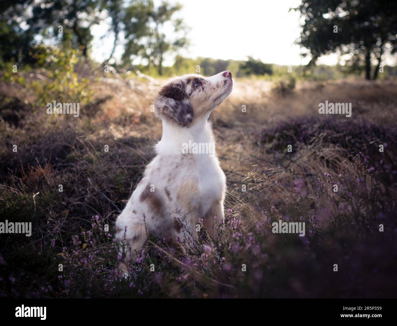 Puppy Dog Australian Shepherd Outdoor Portrait Detail Sunset Stock Photo