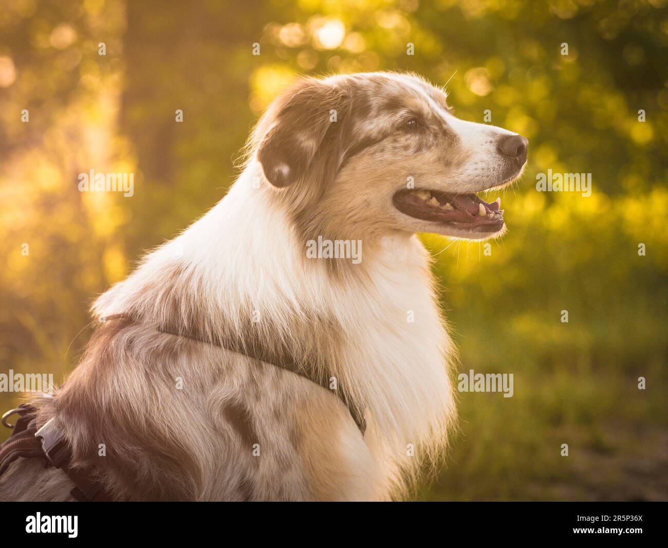 Dog Australian Shepherd Outdoor Portrait Detail Sunset Stock Photo
