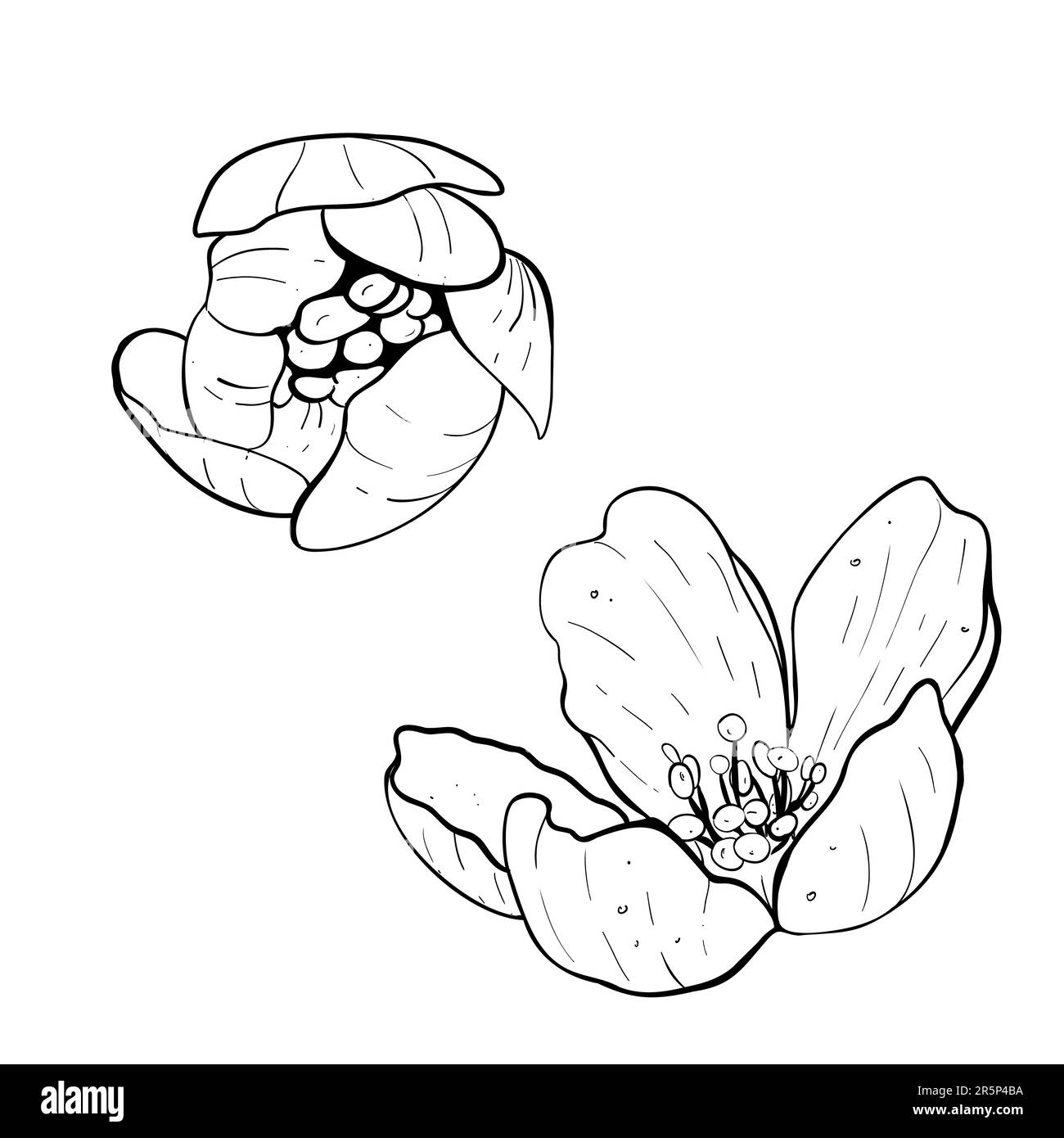 Vector illustration set of flowers of cherry, sakura, apple, plum, wild