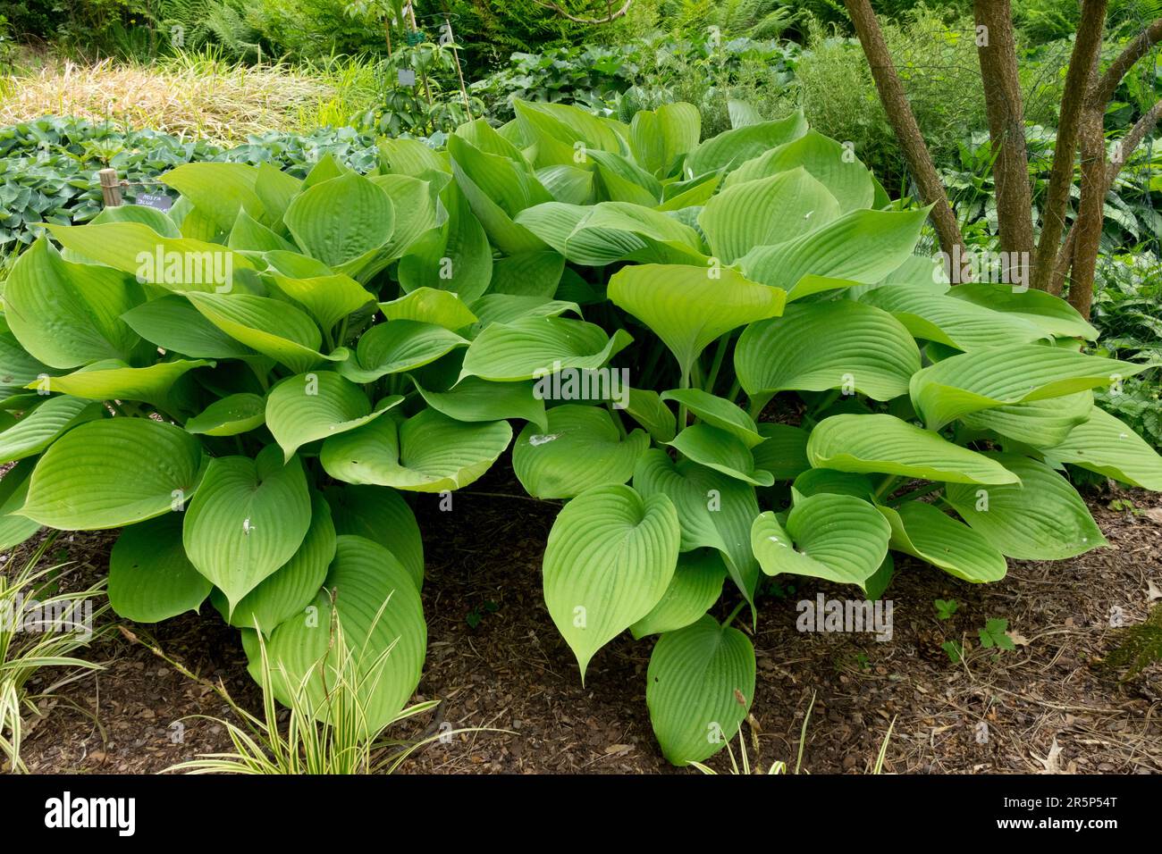 Large leaves Hosta 'Sum and Substance' in Garden scene Stock Photo