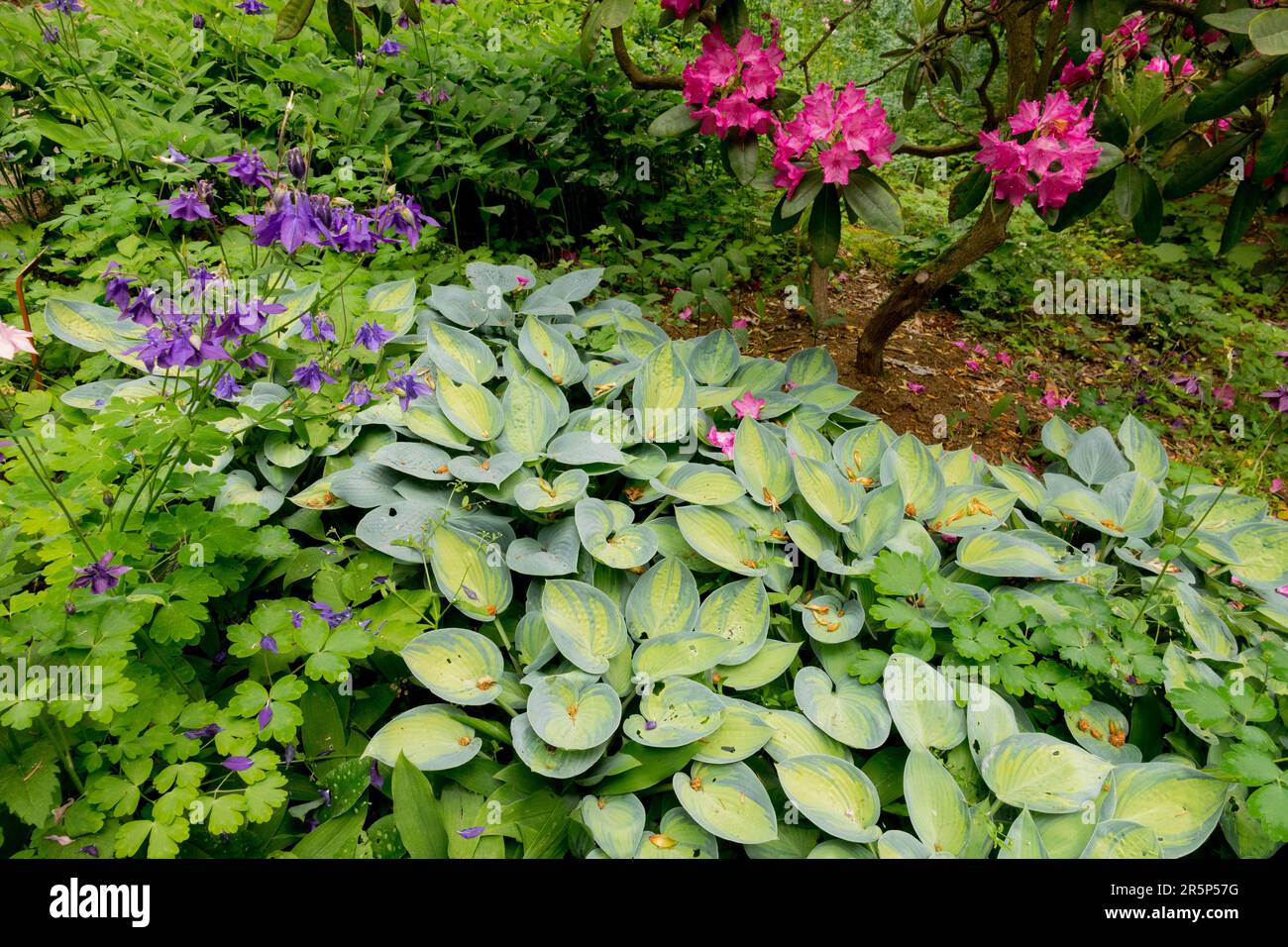 Plantain Lily June Hosta 'June' Garden Scene Rhododendron Columbine Stock Photo