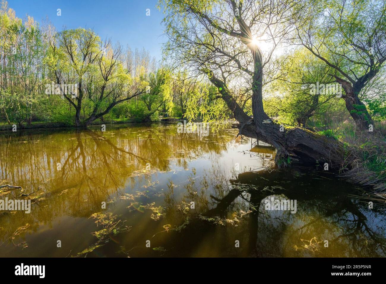 Raba backwater in spring, Gyirmot, Gyor, Hungary. Stock Photo