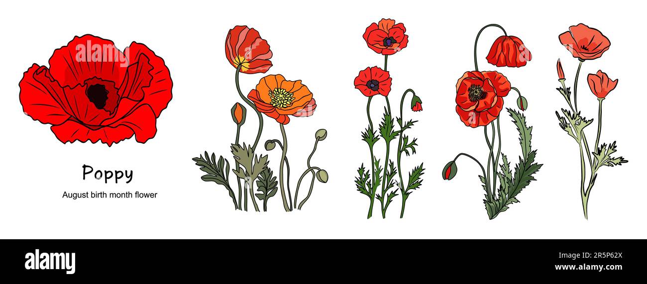 Poppy August Birth Month Flower Colorful Vector Stock Vector Image poppy-august-birth-month-flower-colorful-vector-stock-vector-image