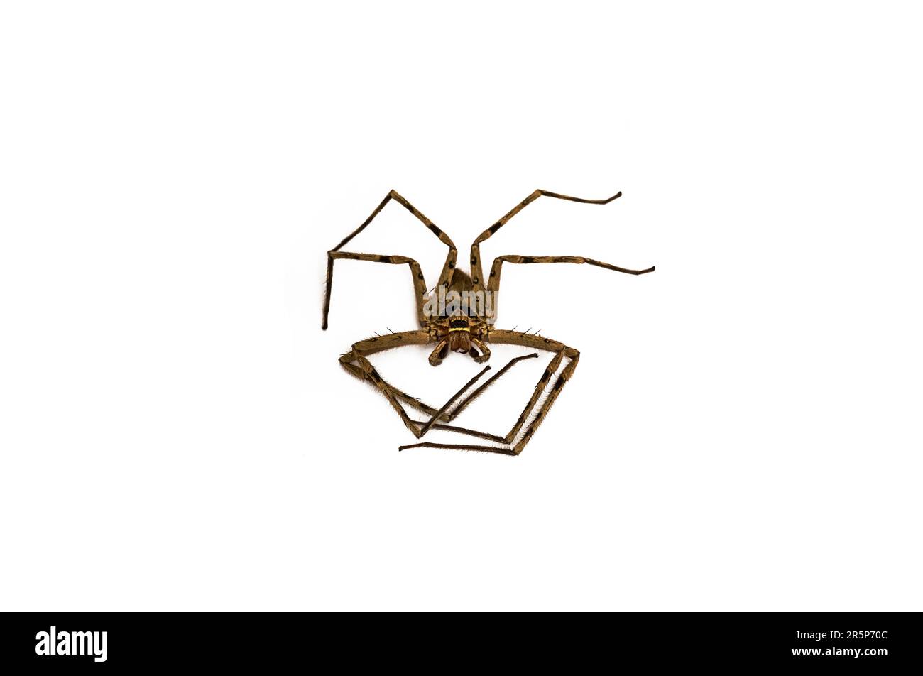 Died heteropoda venatoria huntsman spider on white. Stock Photo