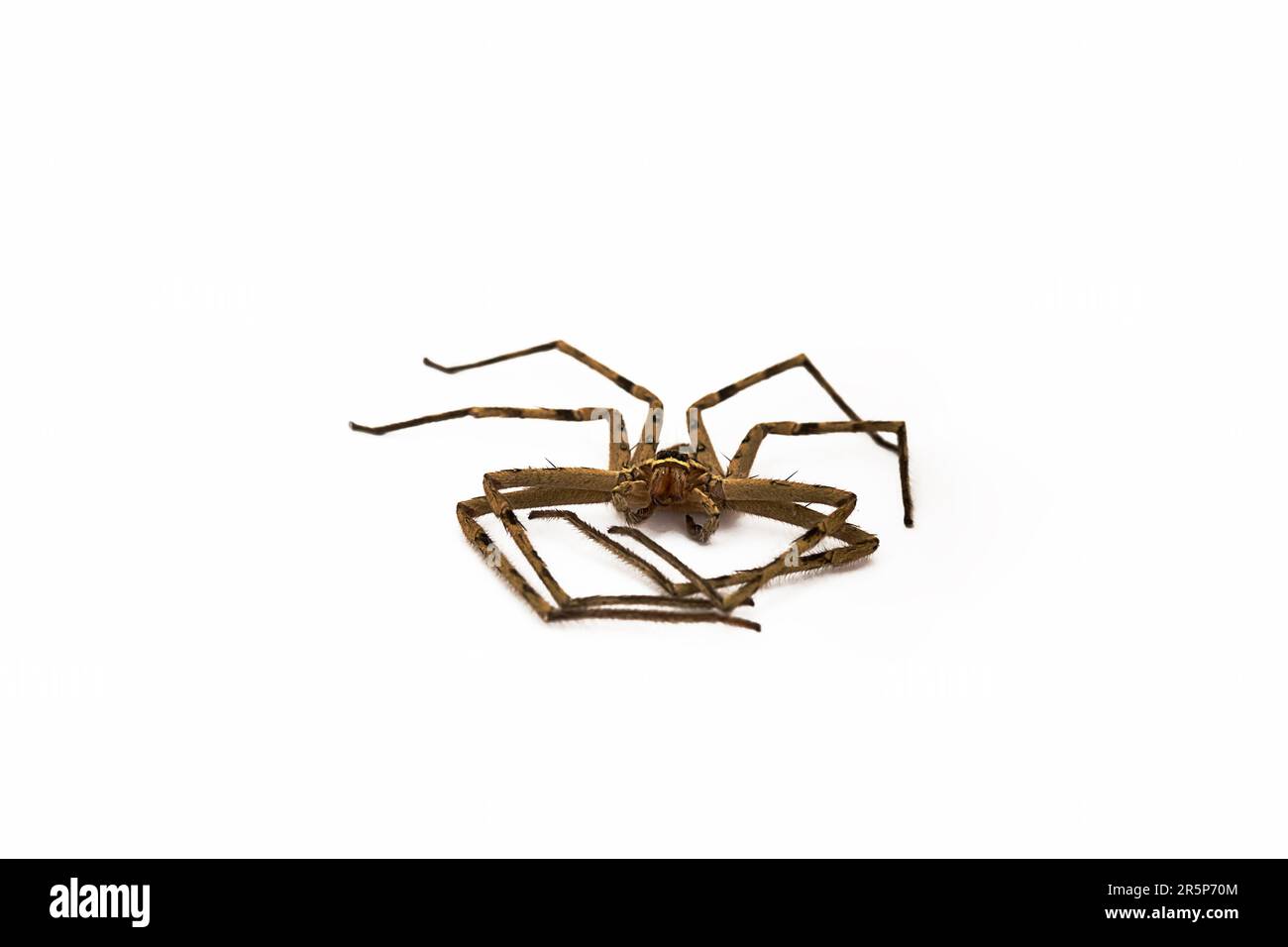 Died heteropoda venatoria huntsman giant crab spider on white. Stock Photo