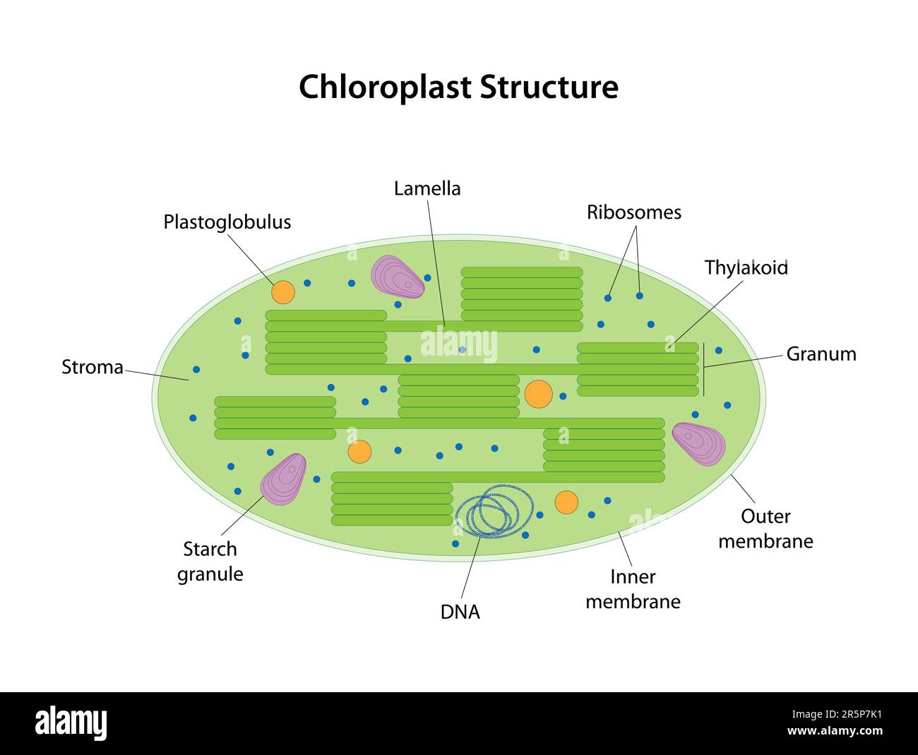 Chloroplast is a two-membrane organelle of a plant cell. On the inner membranes of the chloroplast contains the green pigment chlorophyll. Stock Vector