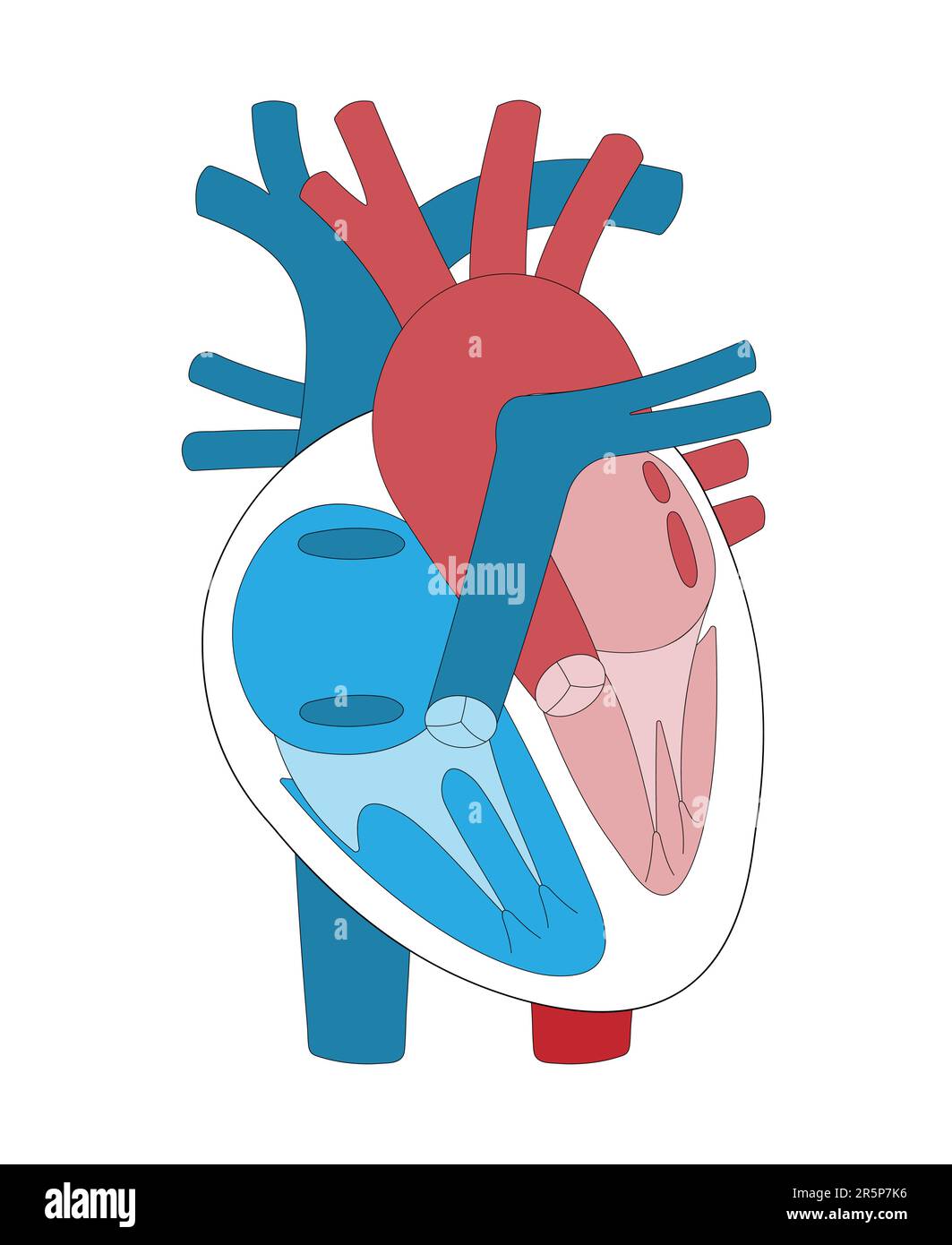 The illustration shows the chambers of the heart, the valves of the heart, and the blood vessels. Stock Vector