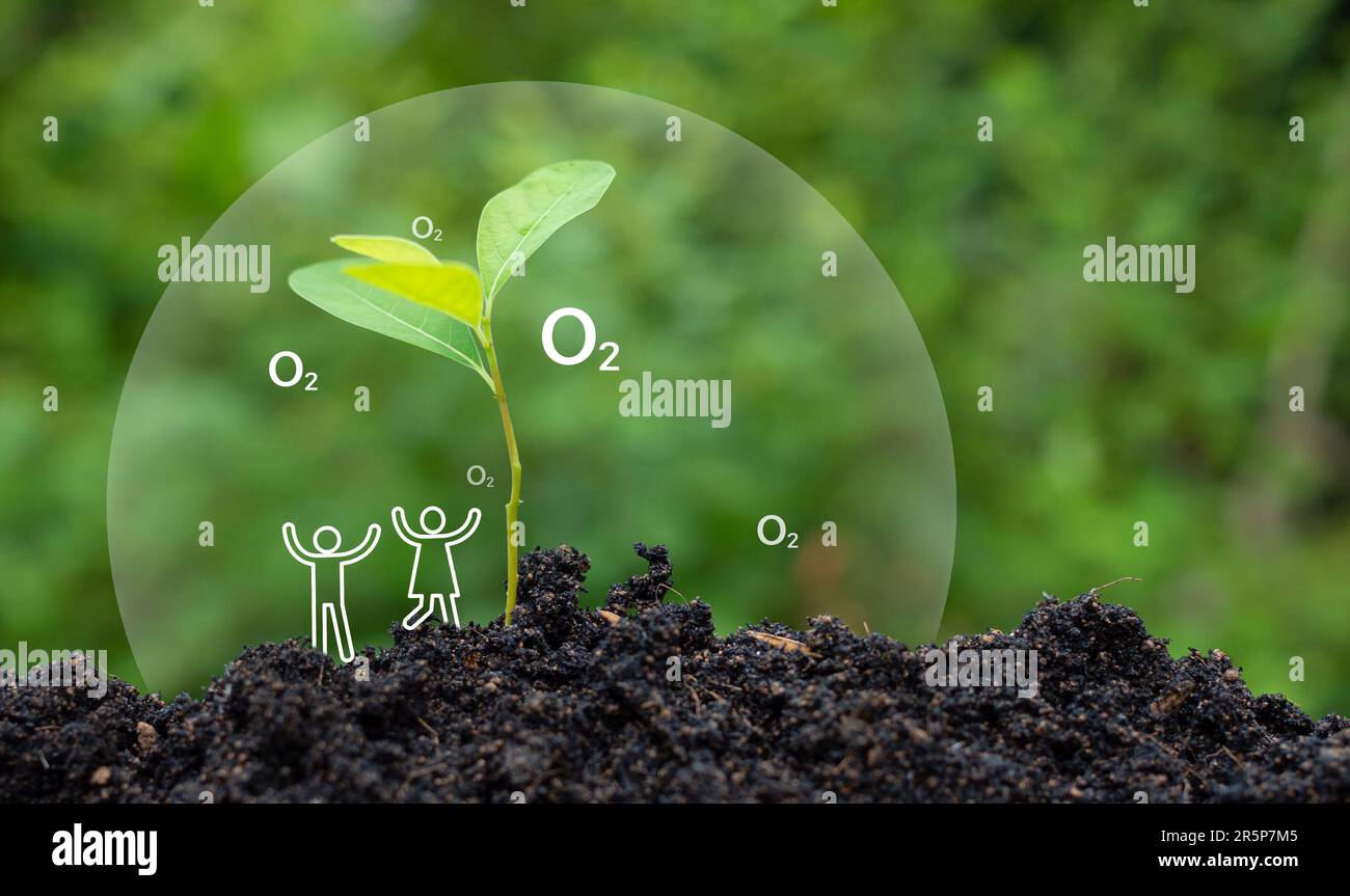 Planting trees to reduce CO2 emissions and increase Oxygen for clean