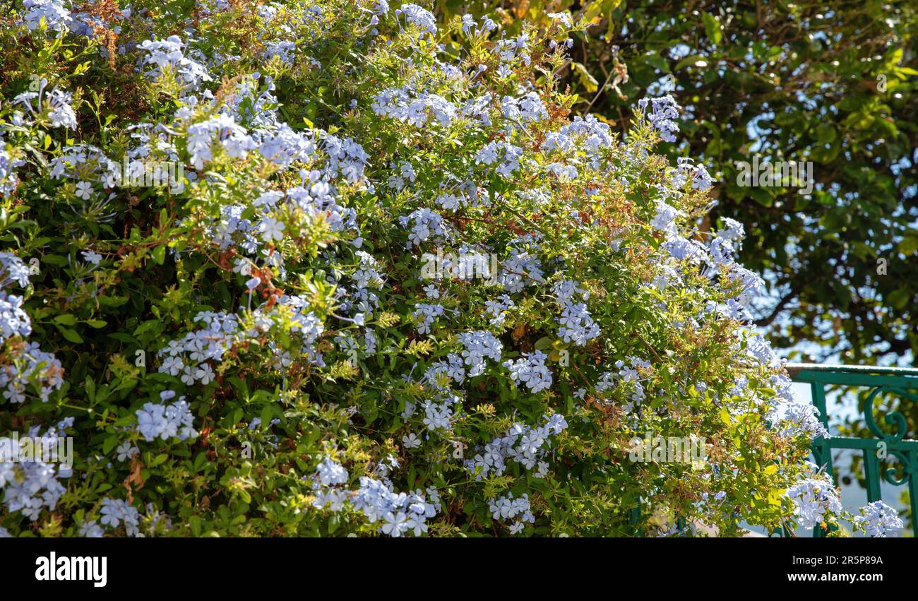 Blooming blue plumbago or jasmine flowering plant background