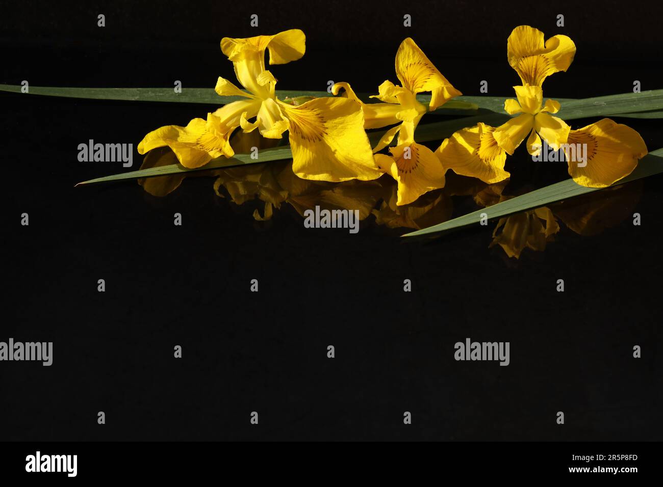 yellow iris flowers on black background with  copy space Stock Photo