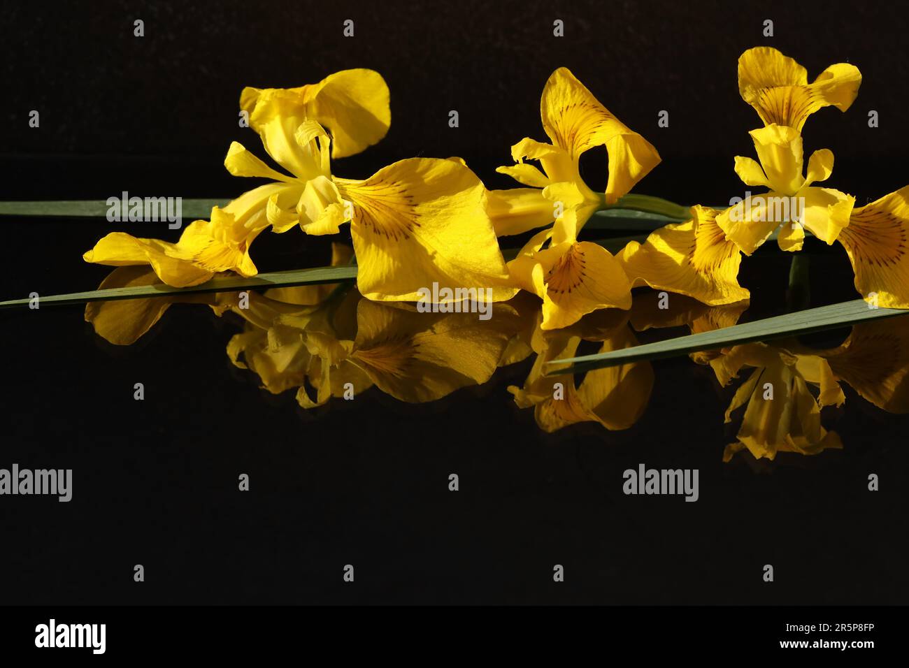 yellow iris flowers on black background with  copy space Stock Photo