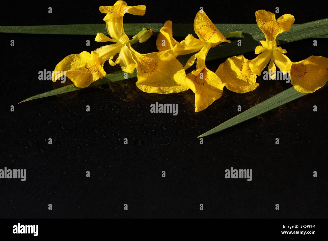 yellow iris flowers on black background with  copy space Stock Photo