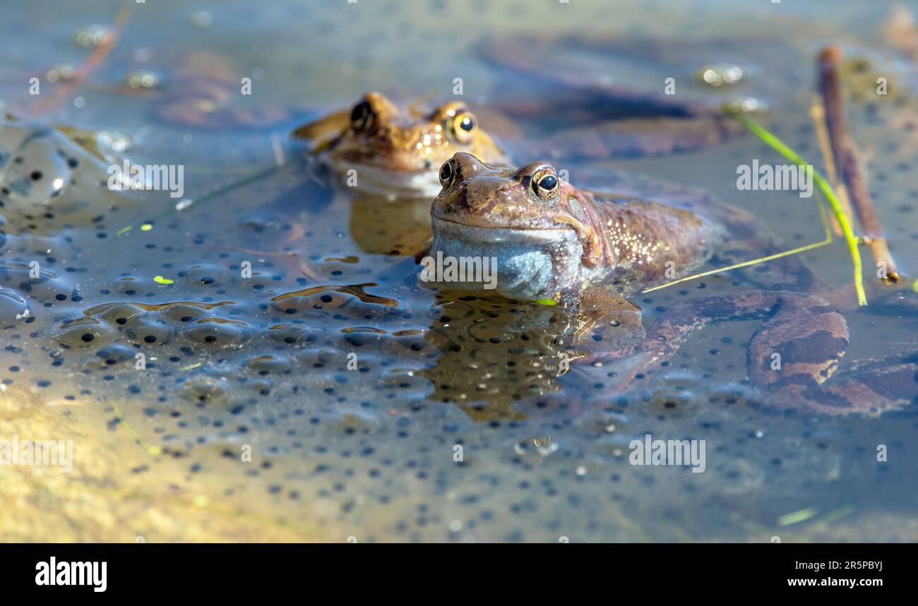 Two European Common brown Frogs in latin Rana temporaria grass frog with eggs Stock Photo