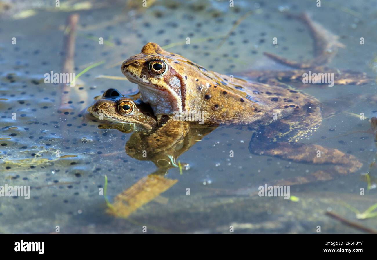 Two European Common brown Frogs in latin Rana temporaria grass frog with eggs Stock Photo