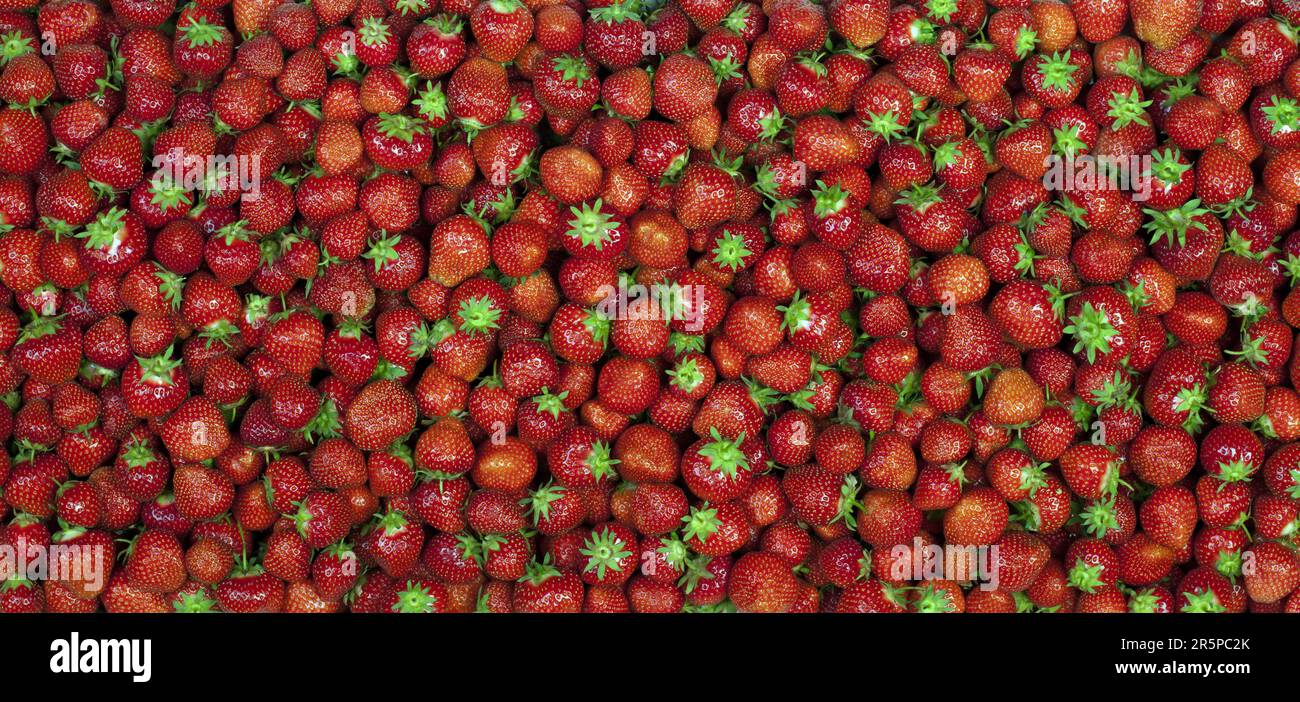 Strawberry background. Top view of fresh red strawberry fruits Stock ...