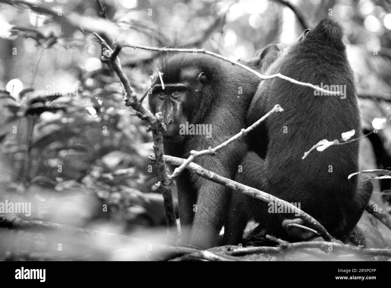 Sulawesi black crested macaques (Macaca nigra) in Tangkoko Nature Reserve, North Sulawesi, Indonesia. In areas where primates are threatened, environmental education interventions are a key way to increase the local population's knowledge of their environment and encourage positive attitudes and habits to preserve the environment and wildlife on a local and global scale, according to a team of primate scientists led by Mathilde Chanvin in their report published on Springer in May 2023. Stock Photo