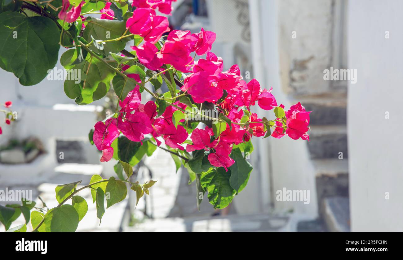Blooming pink bougainvillea flower on blur white building background. Greece, Cyclades Island sunny day. Thorny ornamental tree, shrub, vine. Stock Photo