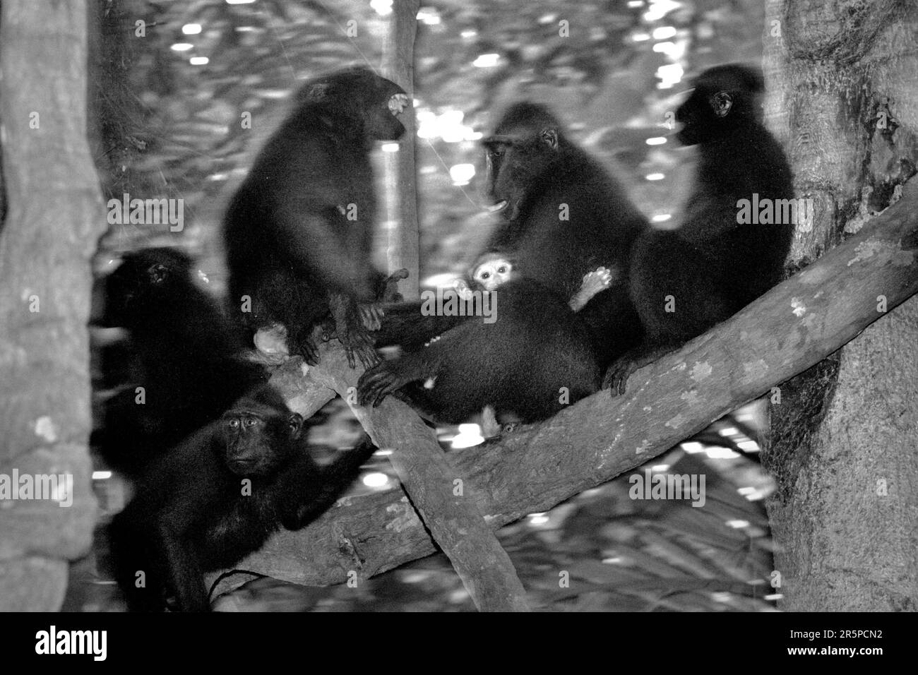 A troop of Sulawesi black-crested macaque (Macaca nigra) is having social activity in Tangkoko Nature Reserve, North Sulawesi, Indonesia. Climate change and disease are emerging threats to primates, and approximately one-quarter of primates’ ranges have temperatures over historical ones, according to a team of scientists led by Miriam Plaza Pinto (Departamento de Ecologia, Centro de Biociências, Universidade Federal do Rio Grande do Norte, Natal, RN, Brazil) in their scientific report published on Nature in January 2023. Stock Photo