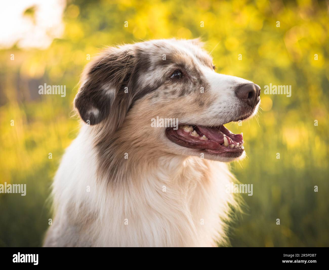 Dog Australian Shepherd Outdoor Portrait Detail Sunset Face Stock Photo