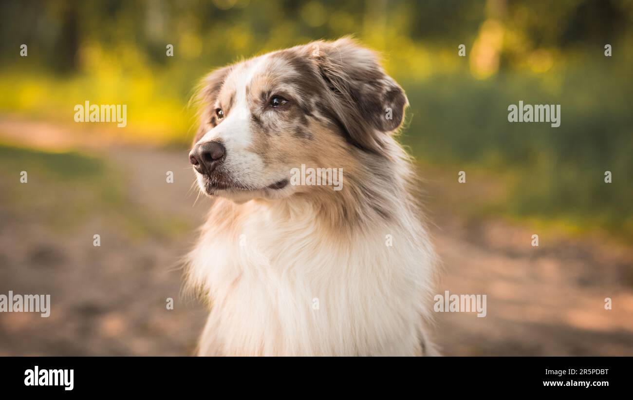 Dog Australian Shepherd Outdoor Portrait Detail Sunset Face Stock Photo