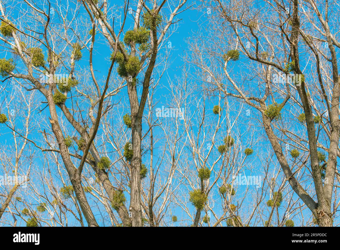 Witch's broom is a tree deformity, dense mass of shoots grows from a