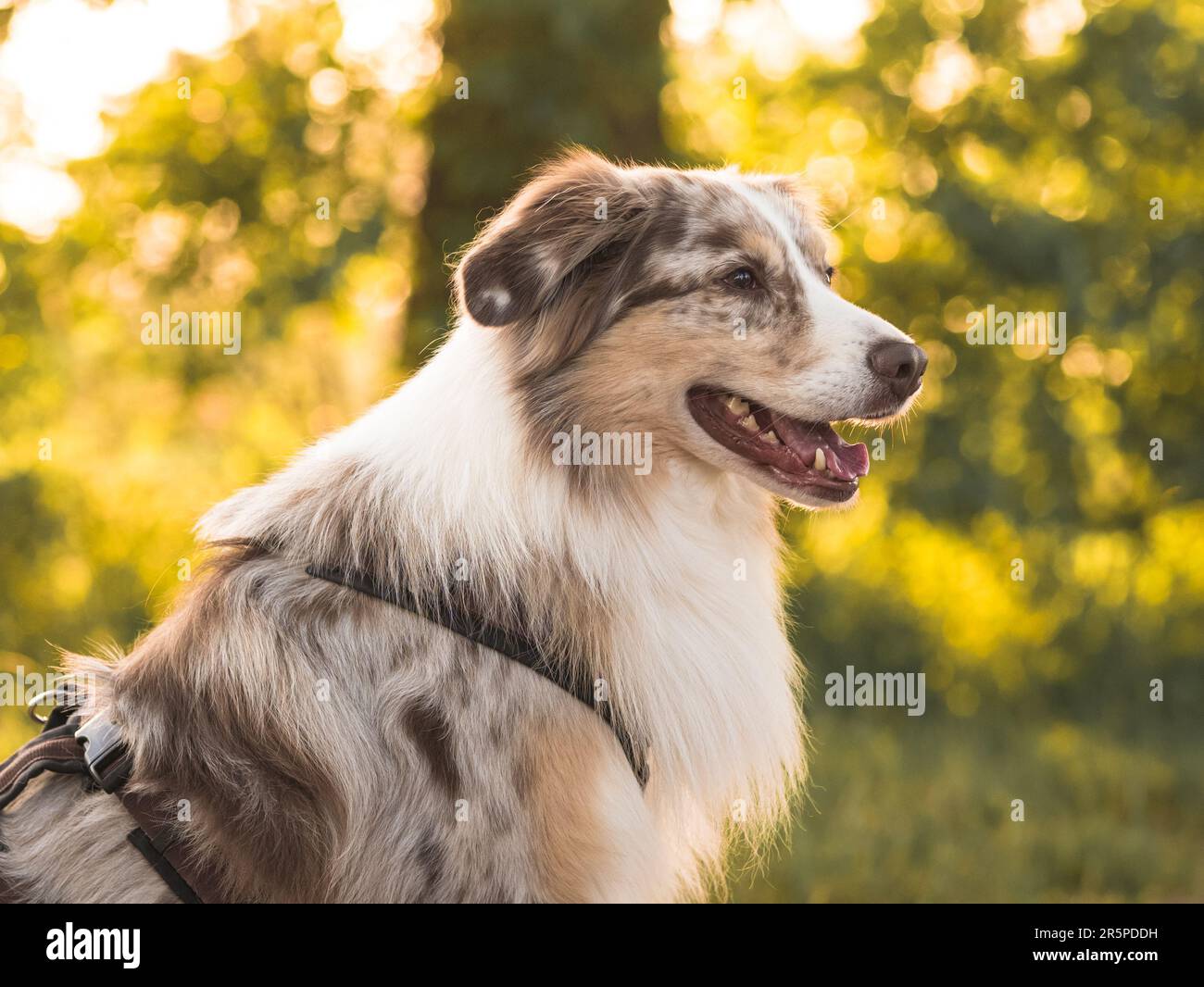 Dog Australian Shepherd Outdoor Portrait Detail Sunset Face Smiling Stock Photo