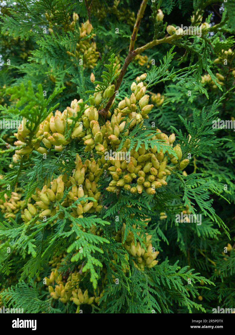 Cones on a branch of thuja occidentalis. Stock Photo