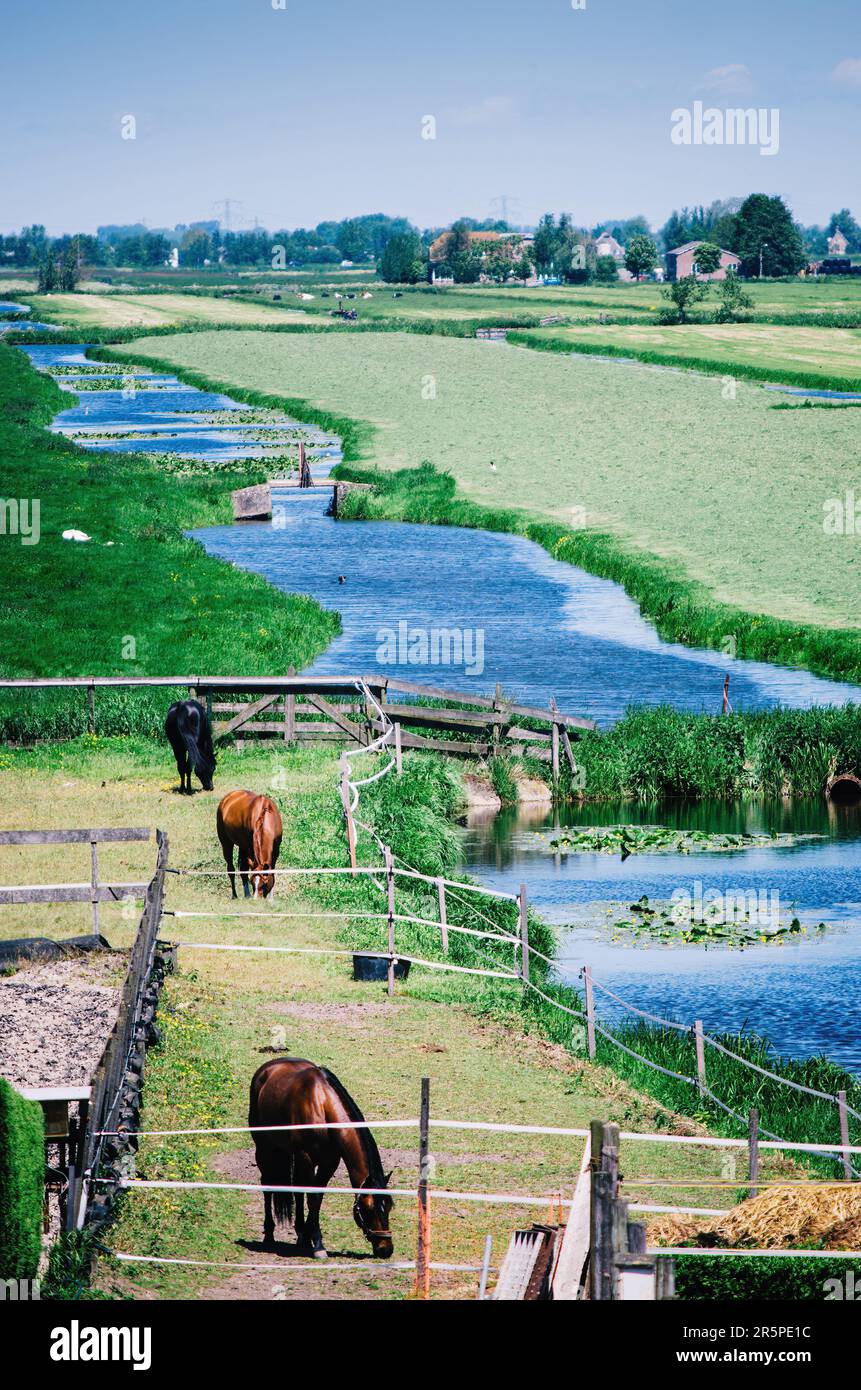 Many horses in green grassy meadow next to a canal and distant farm in